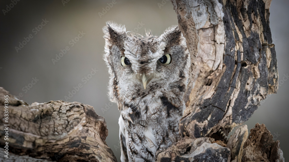 Fototapeta premium Eastern screech owl