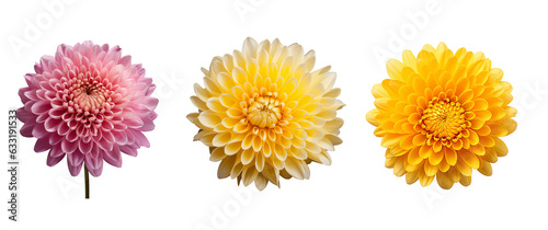 Clip art set of pink, yellow, white chrysanthemums. Macro shot with transparent background for decoration.