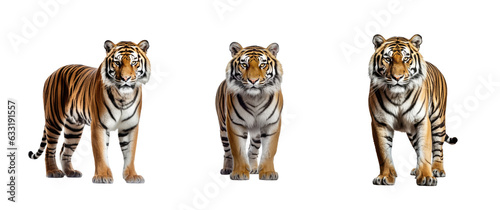 Clip art set of Bengal tigers 