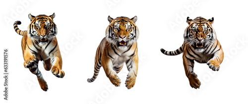Clip art set of images of Bengal tigers in context, standing, sleeping, jumping, transparent background.