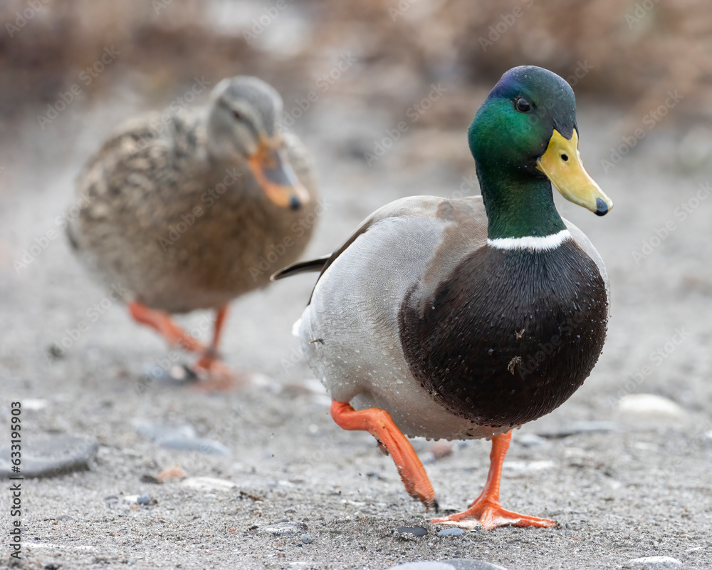 Female and male mallards, Ontario, Canada Female and male mallards, Ontario, Canada