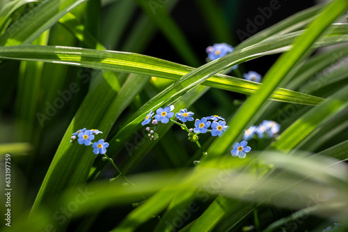 Forget-me-not