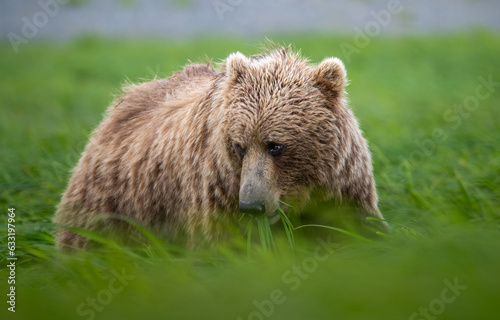 Alaskan coastal brown bear