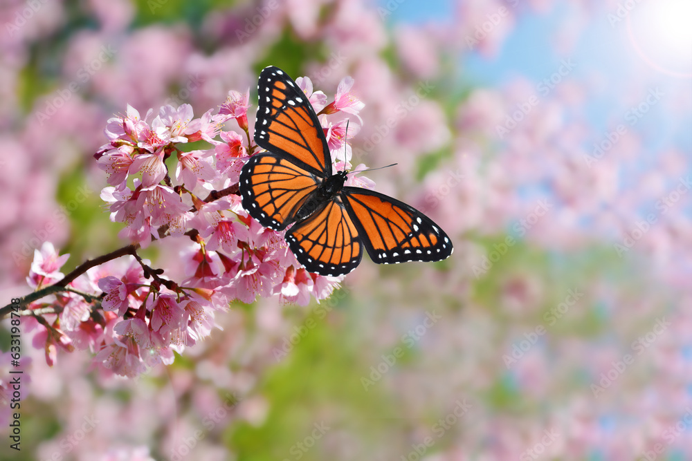 Naklejka premium Monarch butterfly on a flower