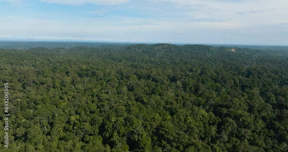 Aerial view of tropical green forest and jungle. Borneo, Malaysia.