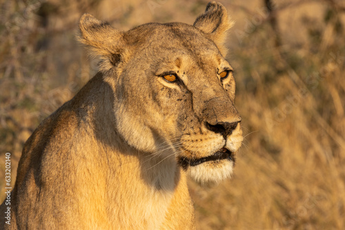 Kopf einer Löwin in der Seitenansicht im Moremi Nationalpark im Okavango Delta in Botswana photo