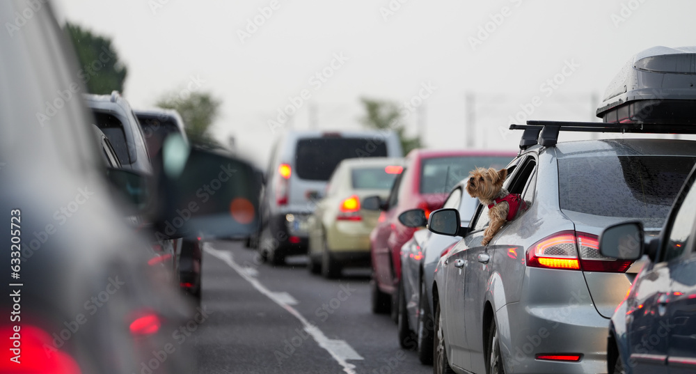 Fototapeta premium traffic congestion. puppy coming out of the window of a car parked in a crowded lot.