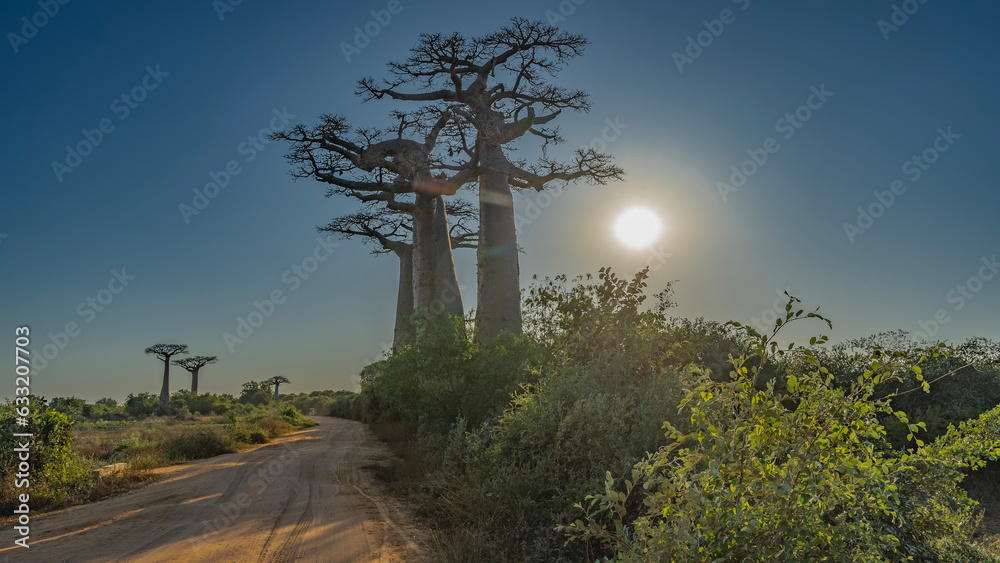 Fototapeta premium The famous alley of baobabs. Madagascar. Tall trees grow along a dirt road among green bushes. The sun is shining in the blue sky. Murundava.