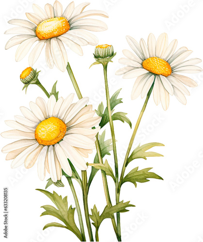 Watercolor daisy  hand painted floral illustration  white flowers isolated on a white background.