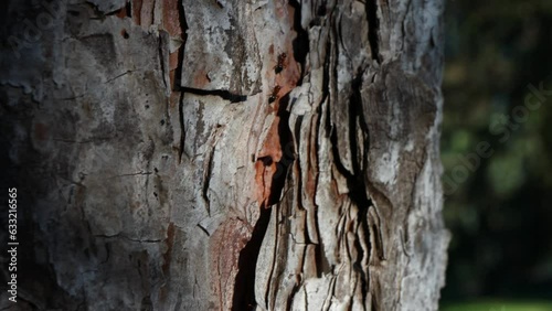 Cinematic following footage of ants walking up and down a tree in between the bark openings photo