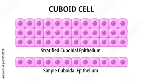 Cuboid Cell - Simple Cuboidal Epithelium - Stratified Cuboidal Epithelium - Medical Vector Illustration	 photo