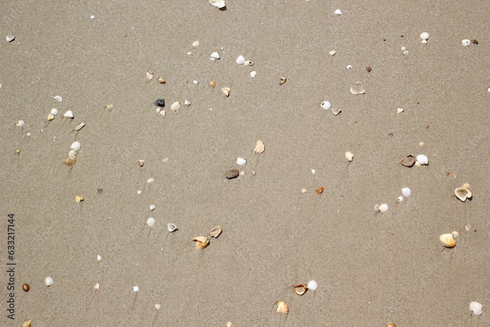 Shells on the beach Shells on the beach