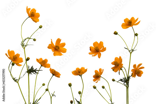 Fototapeta Naklejka Na Ścianę i Meble -  orange flowers cosmos arrangement flat lay postcard style 