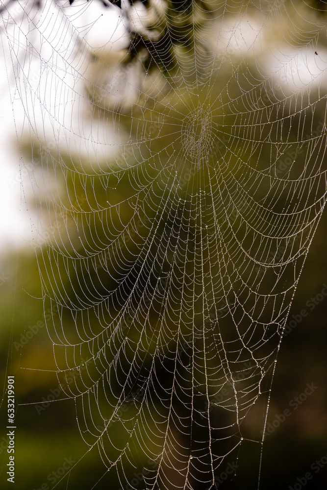 custom made wallpaper toronto digitalSpider and spider web with water drops