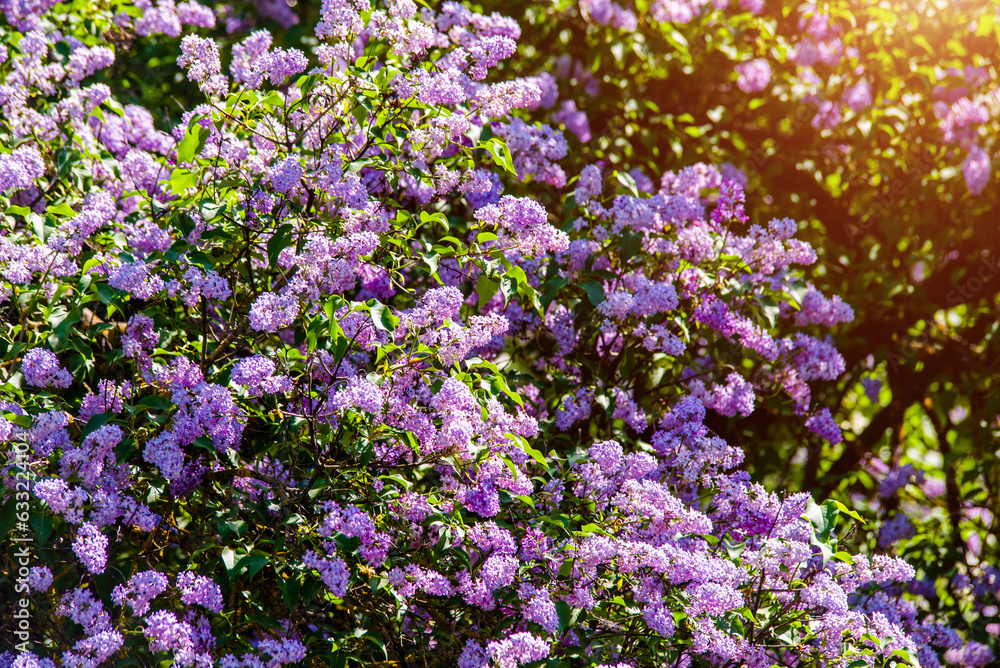 Pink lilac blooms in the Botanical garden
Pink lilac blooms in the Botanical garden