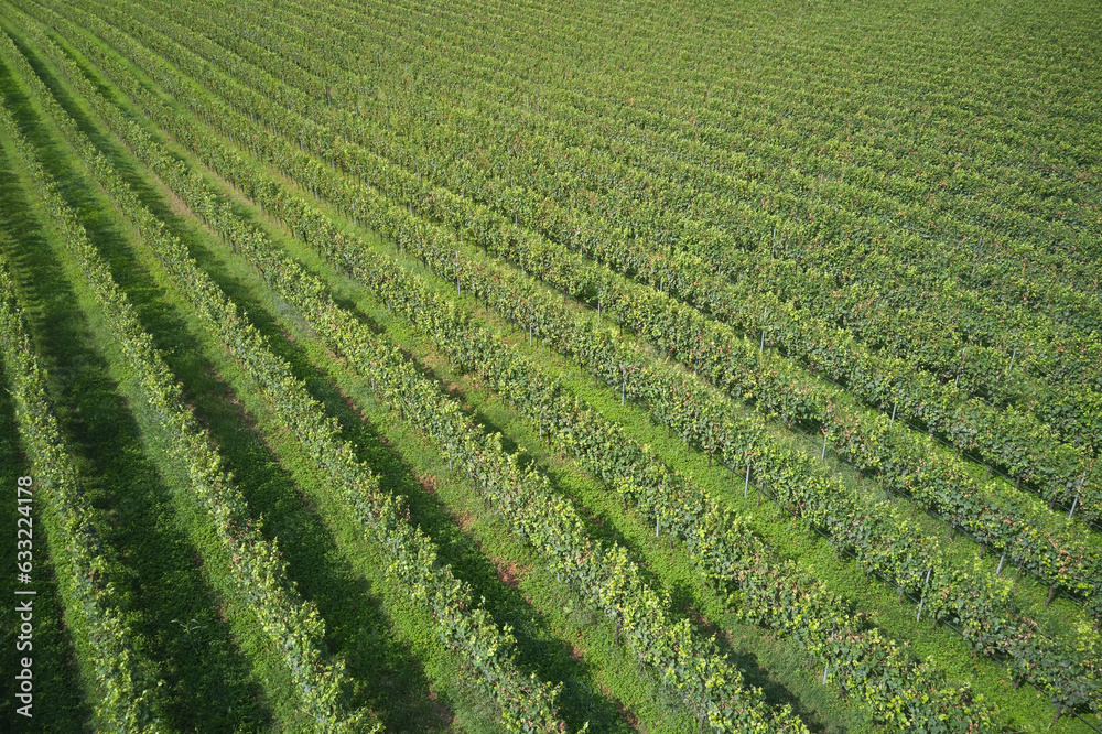 Green vineyard plantation view from above. Even rows of vineyards aerial view. Rows of plantation vineyards, Italy.