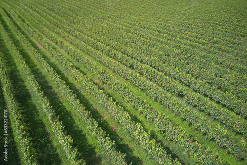 Green vineyard plantation view from above. Even rows of vineyards aerial view. Rows of plantation vineyards, Italy.