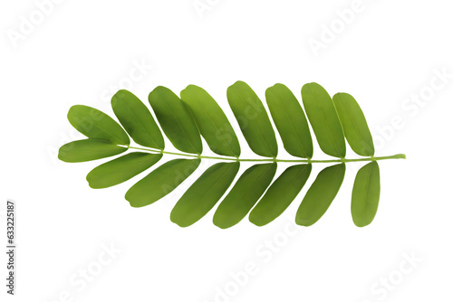leaf isolated on white

