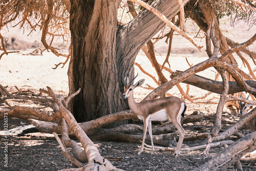 deer in the desert 