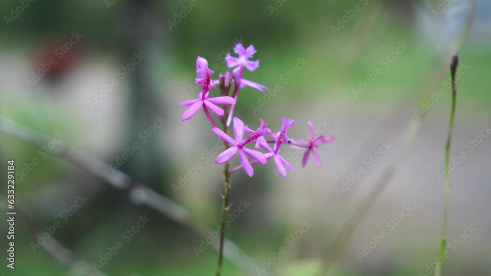 Epidendrum secundum in the garden