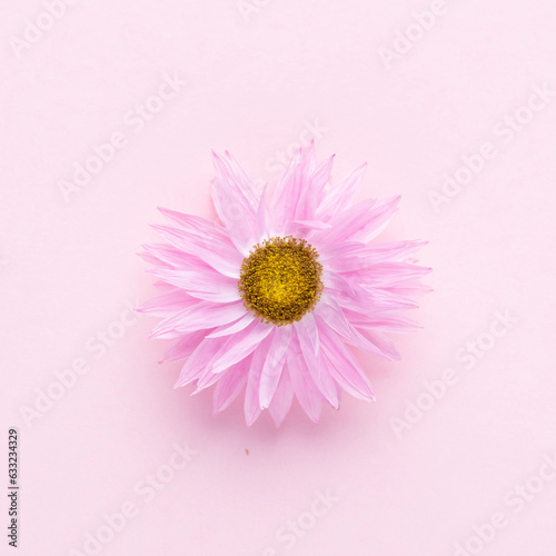 Flowers isolated, on white background, Design element.