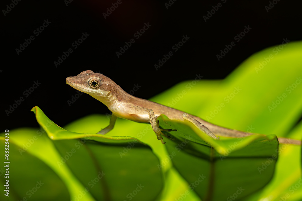 Fototapeta premium Cute lizard Anolis limifrons on green leaf, Refugio de Vida Silvestre Cano Negro, Costa Rica wildlife