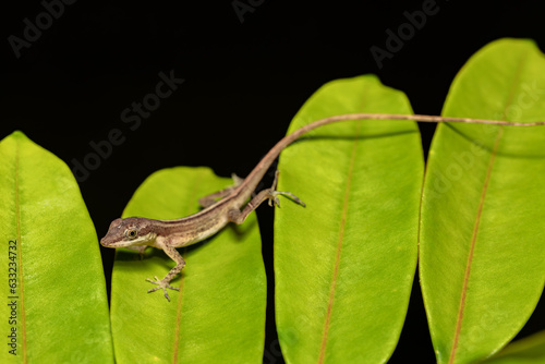 Cute lizard Anolis limifrons on green leaf, Refugio de Vida Silvestre Cano Negro, Costa Rica wildlife photo