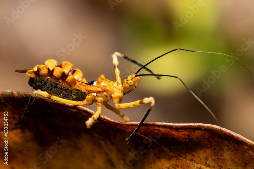 Assassin bugs, The Reduviidae sp. is a large cosmopolitan insect family of the order Hemiptera (true bugs). Analamazaotra National Park, Madagascar wildlife animal photo