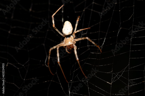 Nephilengys livida, Big white spider is a nephilid spider they are common in human dwellings. Analamazaotra National Park, Madagascar wildlife photo