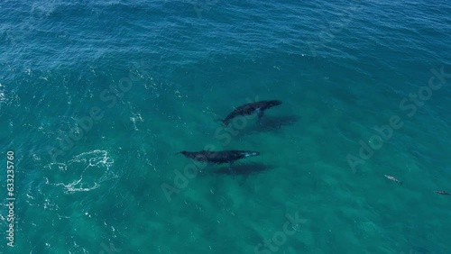 Wallpaper Mural Two humpback whale playing with bottlenose dolphin Torontodigital.ca