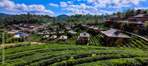 Tea plantation