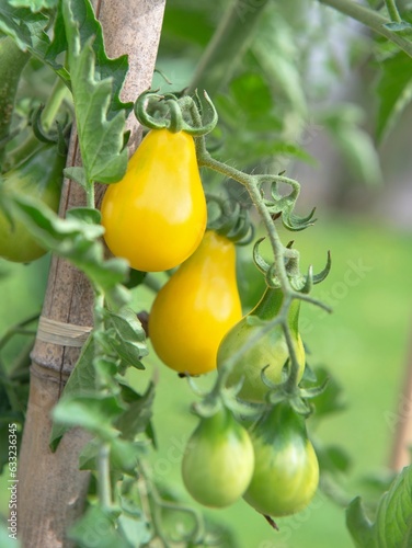 closeup on ripe yellow cherry tomatoes ripening in a vegetable garden attache...