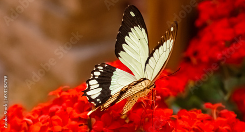Photos Macro of Papilio dardanus, african swallowtail butterfly, on a sunny summer day