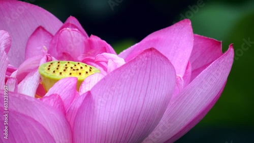 ハスの花