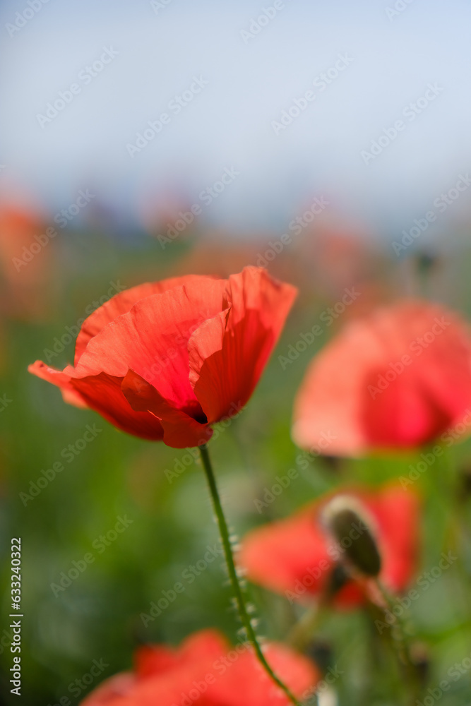 Fototapeta premium Red poppy flowers in a wild field. Bright poppies in the spring meadow. Beautiful red poppy flowers grow in the field.