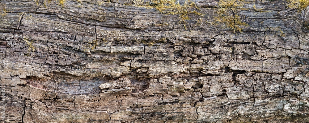 Texture of cracked brown tree trunk. Abstract background Texture of cracked brown tree trunk. Abstract background