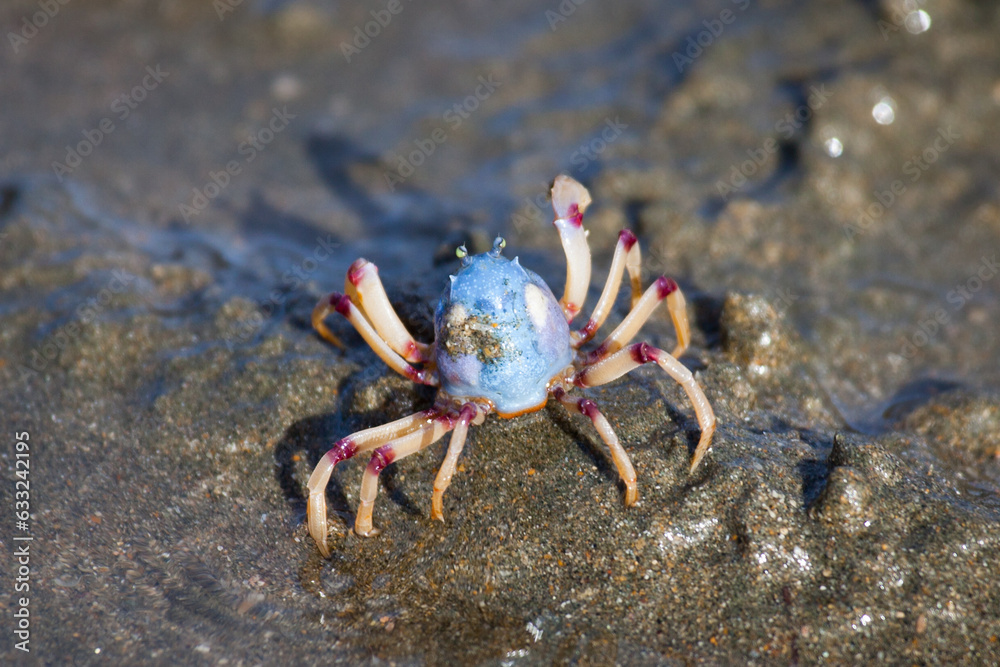 Soldier Crab Mictyris longicarpus aka Faberge crab or March crab, Small