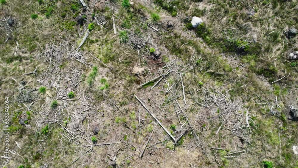 Top view of fallen logs and broken branches remains from clear cut logging business Top view of fallen logs and broken branches remains from clear cut logging business