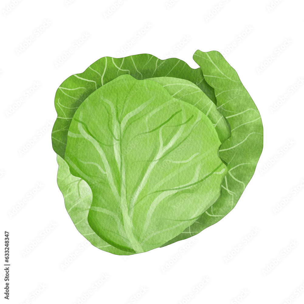 Cabbage Sketch Vegetable Cabbage Sketch Vegetable