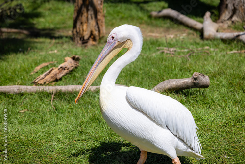 White Pelican in the park