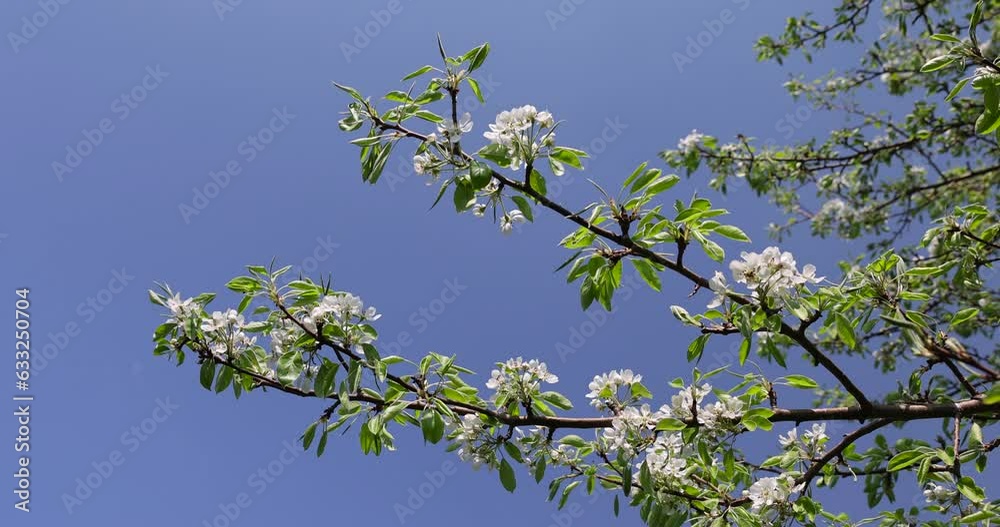 blooming berry cherry in the spring season blooming berry cherry in the spring season