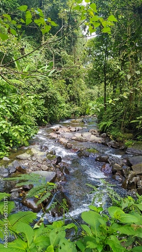 a river in the middle of the forest connected to a waterfall