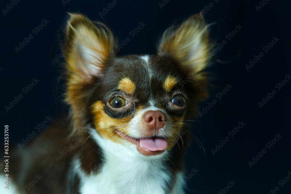 Close-up look at the face of a beloved dog and beautiful eyes,blur,Soft focus,selected focus,shallow depth of field. Close-up look at the face of a beloved dog and beautiful eyes,blur,Soft focus,selected focus,shallow depth of field.
