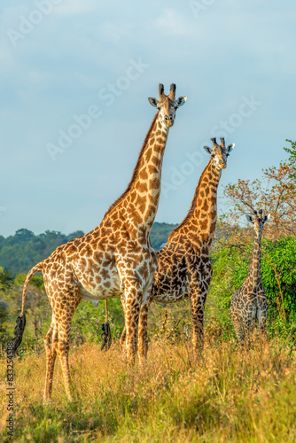 Wild African giraffes at sunrise © Kjersti