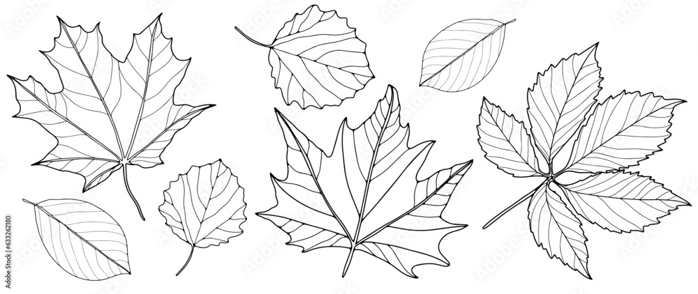 Set of contours of different leaves on a white background. Botanical background for coloring books, decor, pattern making and designs.