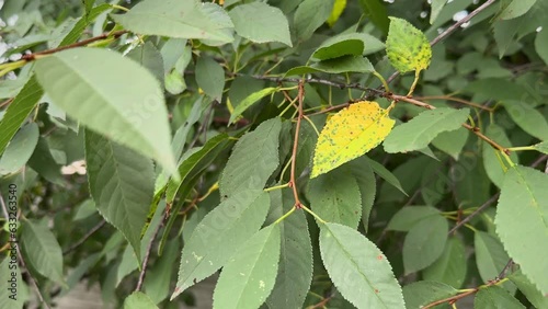 Cherry leaf spot caused by Blumeriella jaapii fungus. Yellow leaf foliar disease Coccomycosis of cherry and plum trees. Brown spots on the leaves.