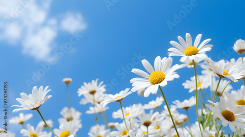 Daisy Flower on blue sky for nature background © jiradej