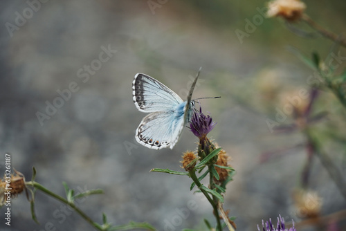 Blue butterfly resting on a flower in a green meadow. Chalkhill (Polyommatus coridon). photo
