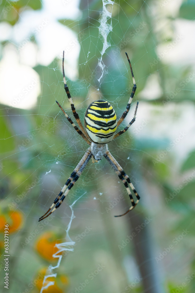 Wasp spider (argiope bruennichi) waiting for a prey on the cobweb Wasp spider (argiope bruennichi) waiting for a prey on the cobweb