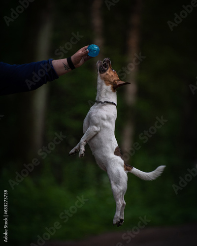 Jack Russell Terrier jumping up hight to catch blue ball in its owner's hand. Cheerful dog plays with human on evening walk. Happy active pet on the lawn. High quality verticall photo photo